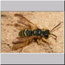 Cerceris arenaria - Sandknotenwespe m04 12mm.jpg